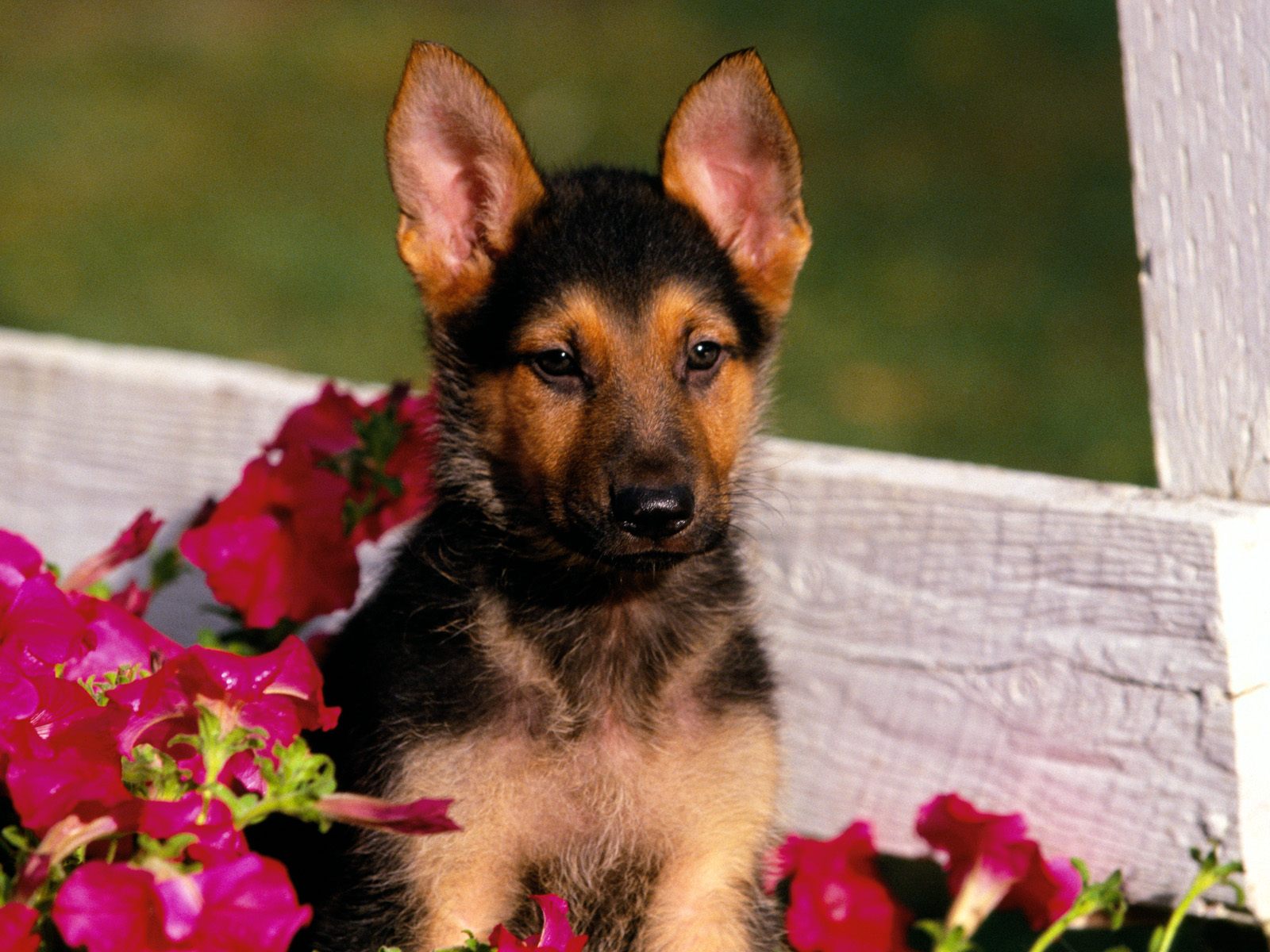 Shepherd Puppy